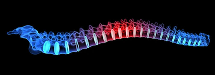 Chiropractic Rio Rancho NM Chiropractic Rio Rancho NM Hero 3D graphic of the complete spine with bright blue and red colors.